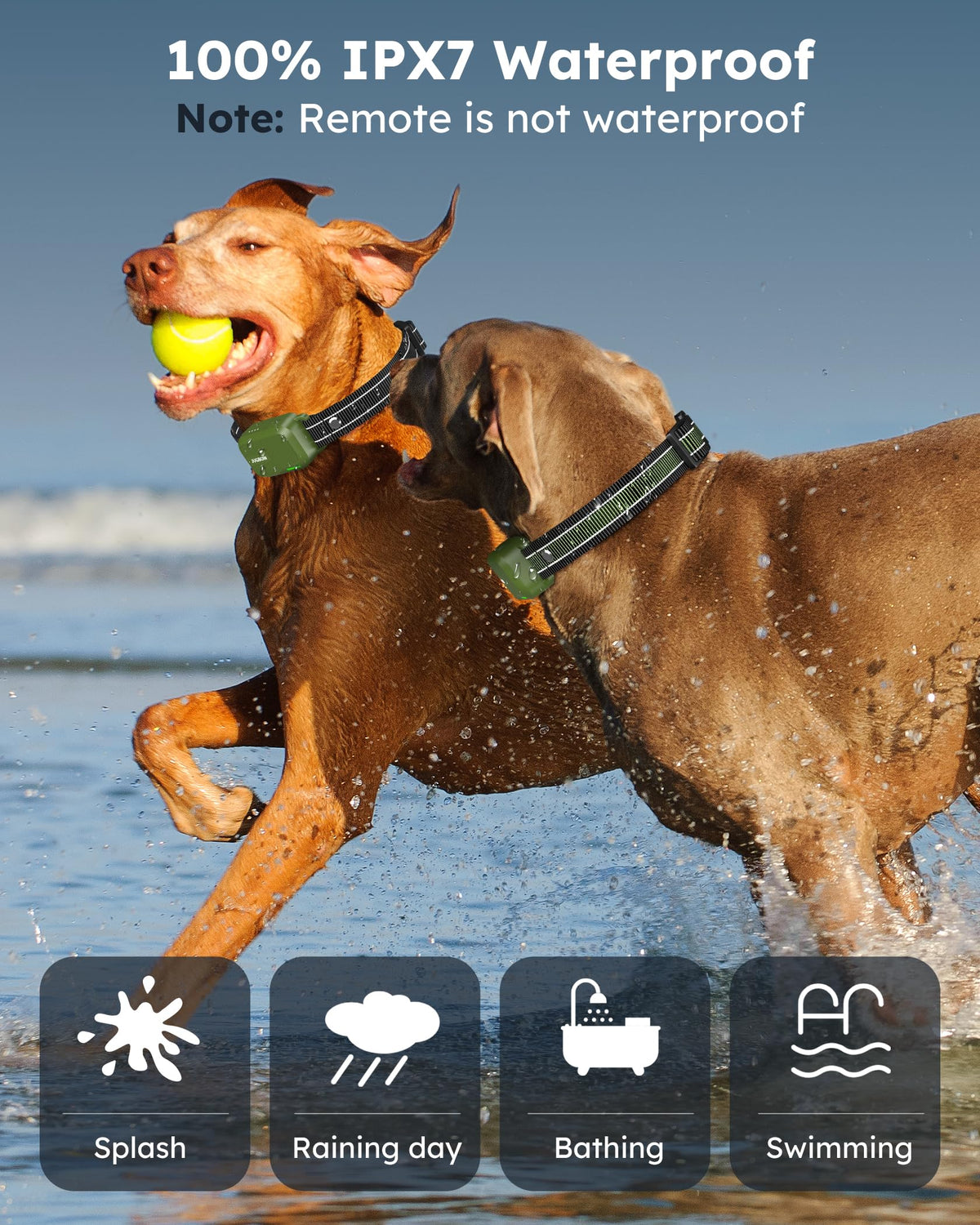 2 Dogs Shock Collar with Remote C314999