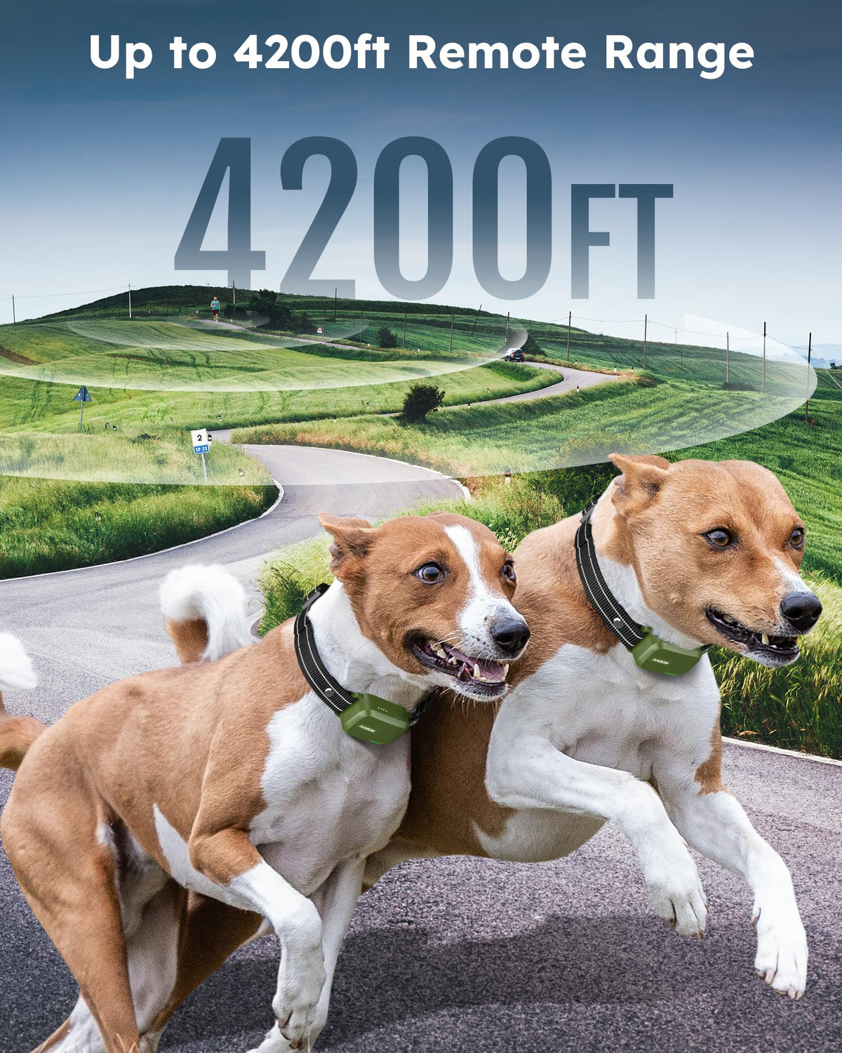 2 Dogs Shock Collar with Remote C314999